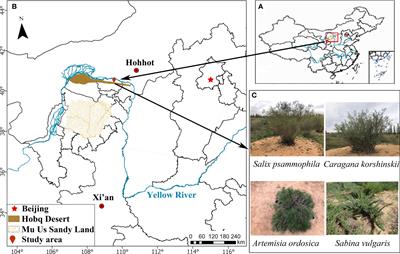 Stable isotopic analysis of water utilization characteristics of four xerophytic shrubs in the Hobq Desert, Northern China